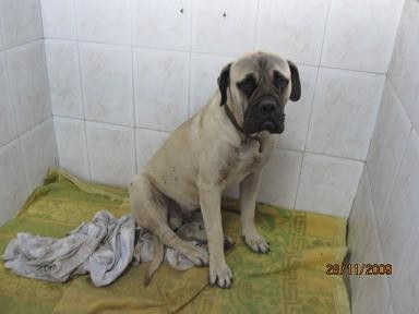 Antes de Adoptarlo,en la perrera de Gesser (Cadiz).