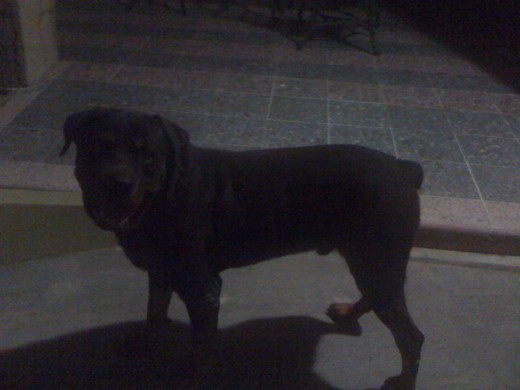 este es Siba mi perro rottweiler
