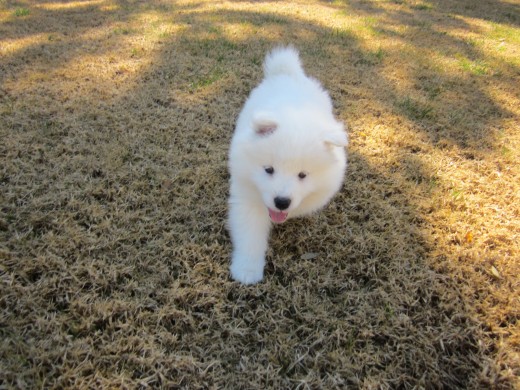 corriendo por el jardin