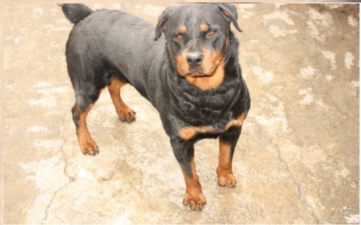 Nombre Tysson
Raza Grande rottweiler
Muy Jugeton
Tultitlan edo mex