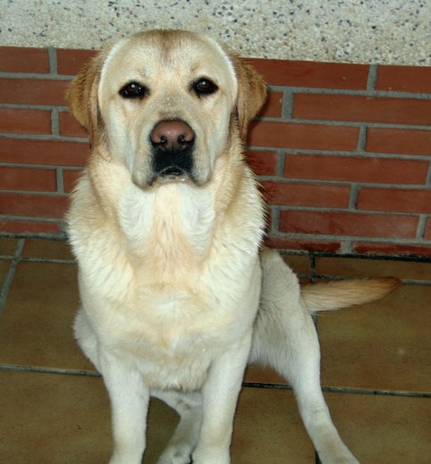 Rony, labrador