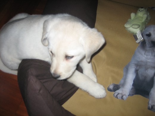 olimpia mi labradora de dos meses