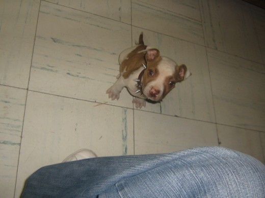 aki mi cachorro cuenta con un mes y medio
ahora va para los 2 messes aki mi cachorro cuenta con un mes y medio
ahora va para los 2 messes
