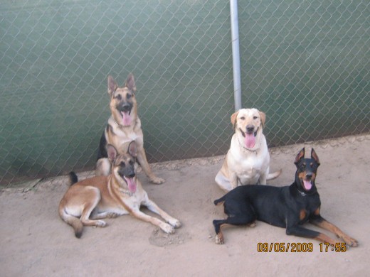 Kaiser(Pastor Alemán), Sayuri(Pastor Belga), Capitú(Cobrador de Labrador), Zelda(Doberman).
Son parte fundamental de mi familia. Kaiser(Pastor Alemán), Sayuri(Pastor Belga), Capitú(Cobrador de Labrador), Zelda(Doberman).
Son parte fundamental de mi familia.