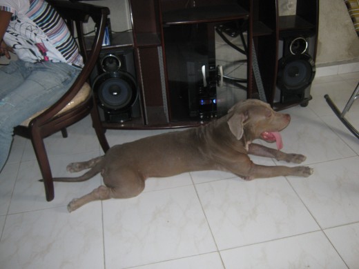 basicamente........soy un perro super relajado y muy amigable