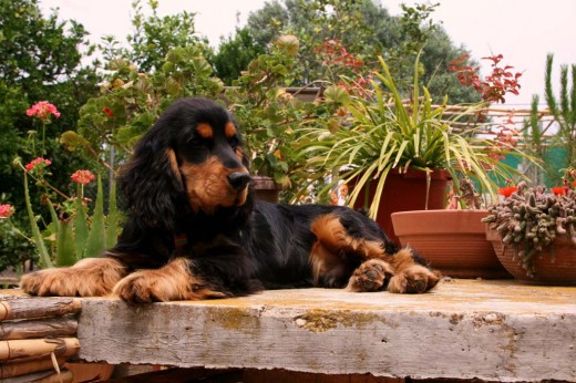 Como veis en la foto, Pablo es un gran modelo canino y le encanta posar para las fotos... que elegancia!!