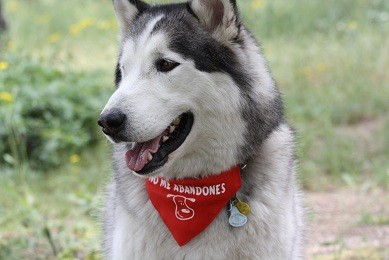 Rufo se suma en contra del abandono