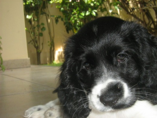 Chloe Bebe Chloe Bebe