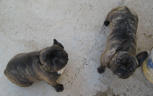 La de la izquierda es Yoda, la mama de la perrita de la derecha Ana.  La de la derecha esta  embarazada, proxima camada disponible a finales de agosto. Con muy buen pedigree, hija de campeon internacional. Se venden economicos.