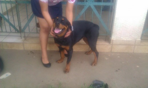 Candy.
Rottweiller hembra de 10 meses, padres con pedigree.