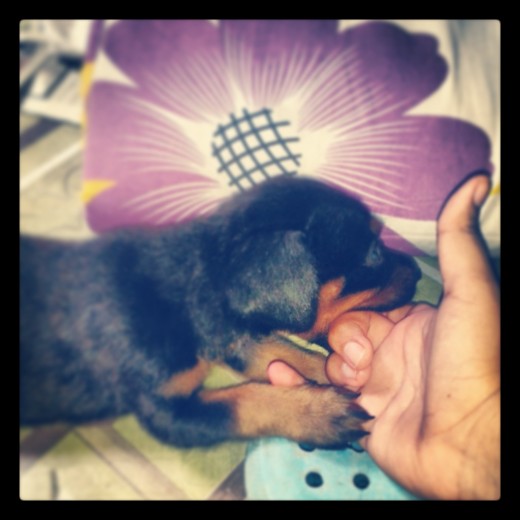 Mi mami deja que la muerda porque estoy chiquito pero les aseguro que cuando este mas grande no va a querer ;) Mi mami deja que la muerda porque estoy chiquito pero les aseguro que cuando este mas grande no va a querer ;)