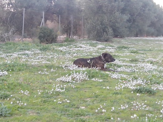 Descansando en el prado