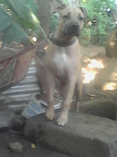 mi perro aquiles con 8 meses