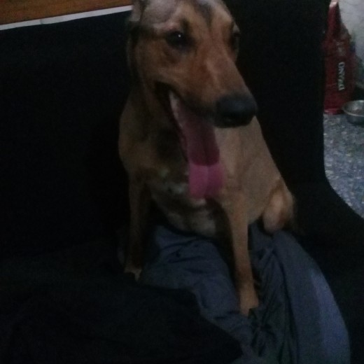 30 min antes de romper bolsa, la note rara y le saque una foto y se la mande a su veterinario..
A la media hora dio a luz al primer cachorro. 30 min antes de romper bolsa, la note rara y le saque una foto y se la mande a su veterinario..
A la media hora dio a luz al primer cachorro.