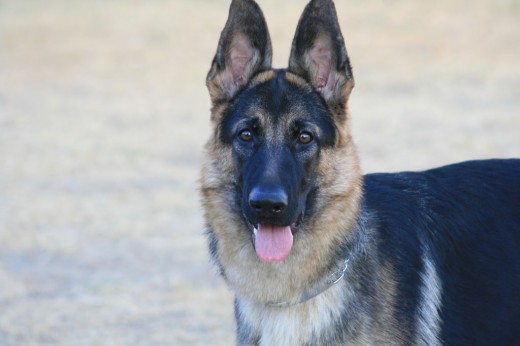 Esta es mi negra