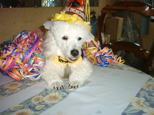 Les presento a Teddy aqui cumplio 2 años, verdad que es bonito? Les presento a Teddy aqui cumplio 2 años, verdad que es bonito?