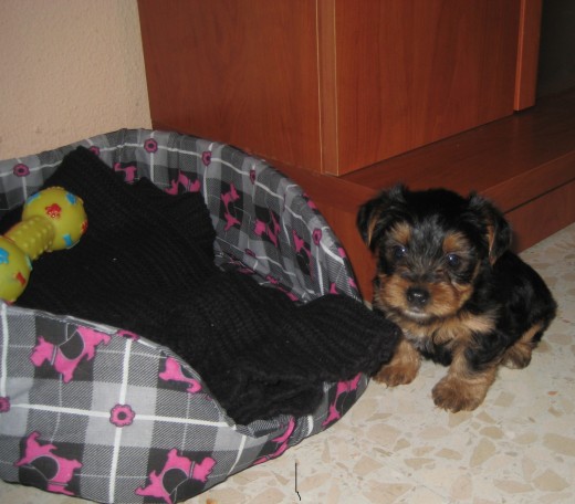 esta es kira una pequeña yorki de solo dos meses,me la regalon por mi cumple y esta foto es recien llegada a casa,