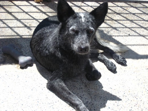 Tomando el sol en casa