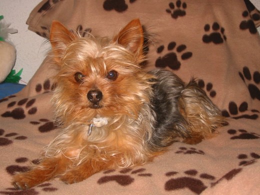 soy muy guapo! De color canela la cabeza y las patitas ,  y de  negro y plateado  el lomo. Soy muy simpatico y juguetón. Me encanta relacionarme con los demás perros, sobre todo las hembras, pero me asustan un poco los perros grandes.