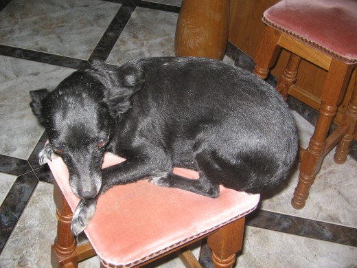 es juguetona no coime cualquier cosa y le encanta dormir en la cama