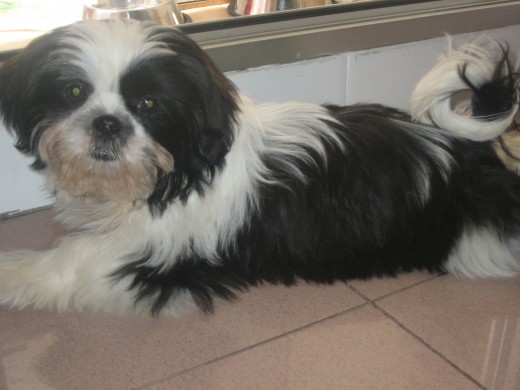 es un shih tzu blanco y negro con las orejas y las barbas un poco marrones con un mechon blanco en la cabeza y la cola es mu majoo