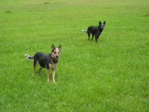 Khaila en primer plano y Nala al fondo.