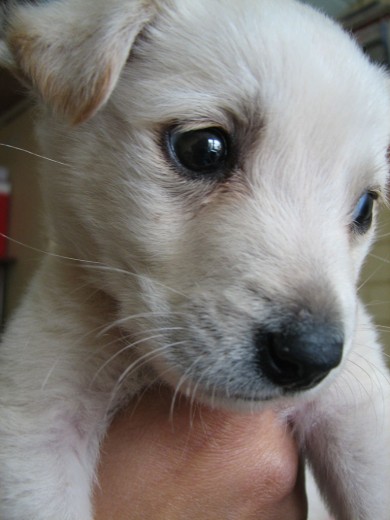Nuevo miembro de la familia Nuevo miembro de la familia