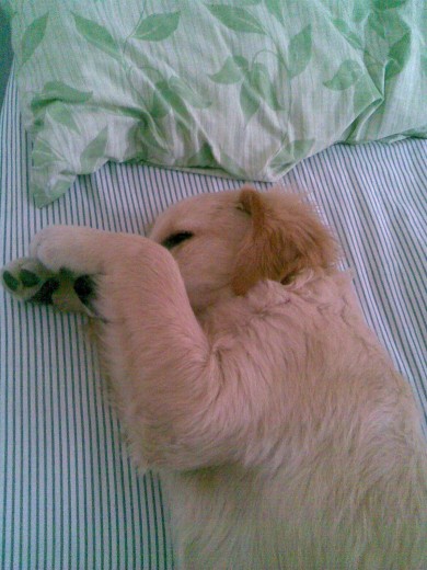 Descansando en el cuarto de mi abuela =) Tengo 6 meses..