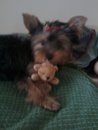 la beba de mes y medio con su mini oso ^^ la beba de mes y medio con su mini oso ^^