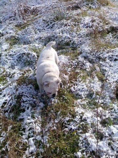 DANKO COMIENDO NIEVE 