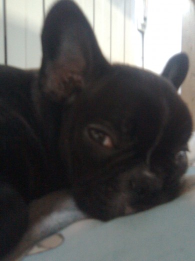 Es mi perro medio dormido Es mi perro medio dormido