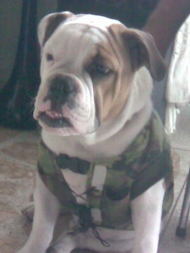 SOY UN PERRO MUY MILITAR ME GUSTAN LAS PESAS Y CON ESTE CHALECO LAS LEVANTO 