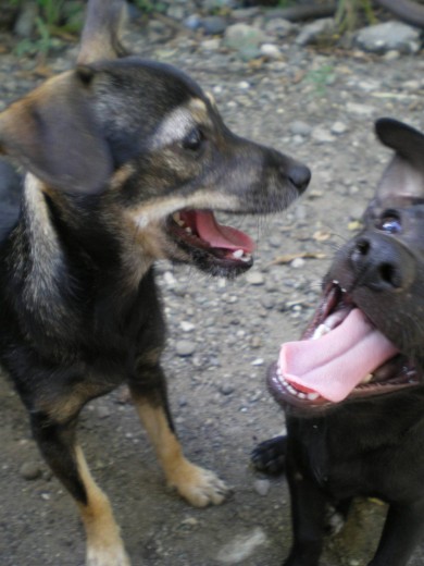 Trinii y Blacky su keriido amiguito