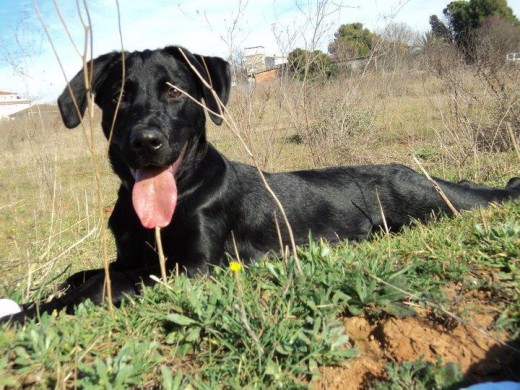 Labradora de 5 meses y 11 dias. 