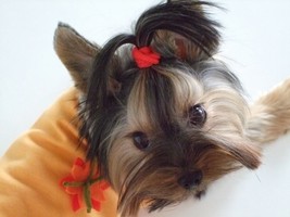 ¡Hola! Mi nombre es KUKA.
Nací el 30 de julio de 2006 en Madrid, aunque los antepasados de mi familia son de Yorkshire, un condado al norte de Inglaterra.
Peso casi 2 kilos ... aunque da igual, todo el tiempo me alzan en brazos y me llenan de besos. Pero no me quejo ¡me encanta! Yo también doy miles de besitos ... si quieres te doy un lametazo.
Dicen que soy “hiperactiva”, pero es porque mi gran amor es mi pelota verde. No puedo dejar de jugar al fútbol con ella... ¿sabes que hago de portero? Si pateas mi pelota verás que es imposible hacerme un gol.
Aún soy pequeña ... pero aprendo muy rápido. Me encanta sentarme como una ardilla en dos patitas, abrir con el hocico los cajones para explorar lo que hay dentro ... Y adoro acurrucarme en las almohadas y debajo de los edredones como si estuviera en una cuevita... je je.
Si me reprenden me pongo muy triste y me refugio en un rincón. Usaré todos mis trucos para lograr que me perdonen y me llenen de caricias como siempre.
Oye, me ha encantado conocerte ... cuando quieras te invito a jugar. Vamos ... Tírame la pelota! Tírame la pelota! .... Me encanta!
Allá voyyyyyyyyyy!!!! Guau Guau!!
¡Hola! Mi nombre es KUKA.
Nací el 30 de julio de 2006 en Madrid, aunque los antepasados de mi familia son de Yorkshire, un condado al norte de Inglaterra.
Peso casi 2 kilos ... aunque da igual, todo el tiempo me alzan en brazos y me llenan de besos. Pero no me quejo ¡me encanta! Yo también doy miles de besitos ... si quieres te doy un lametazo.
Dicen que soy “hiperactiva”, pero es porque mi gran amor es mi pelota verde. No puedo dejar de jugar al fútbol con ella... ¿sabes que hago de portero? Si pateas mi pelota verás que es imposible hacerme un gol.
Aún soy pequeña ... pero aprendo muy rápido. Me encanta sentarme como una ardilla en dos patitas, abrir con el hocico los cajones para explorar lo que hay dentro ... Y adoro acurrucarme en las almohadas y debajo de los edredones como si estuviera en una cuevita... je je.
Si me reprenden me pongo muy triste y me refugio en un rincón. Usaré todos mis trucos para lograr que me perdonen y me llenen de caricias como siempre.
Oye, me ha encantado conocerte ... cuando quieras te invito a jugar. Vamos ... Tírame la pelota! Tírame la pelota! .... Me encanta!
Allá voyyyyyyyyyy!!!! Guau Guau!!