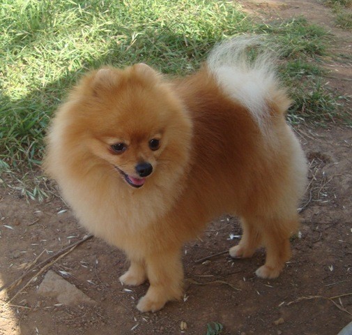 Keke - macho -
de Enero 2010
16 meses en la foto
22 cm, 2 kg
Linea: UK/USA
Pedigree Real Sociedad Canina España
inscrito en el LOE de la RSCE Keke - macho -
de Enero 2010
16 meses en la foto
22 cm, 2 kg
Linea: UK/USA
Pedigree Real Sociedad Canina España
inscrito en el LOE de la RSCE