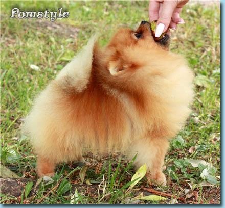 Cria Selectiva y Familiar de Pomeranias Lineas Americanas. Cria Selectiva y Familiar de Pomeranias Lineas Americanas.