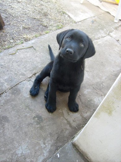 Leo, posando en su nueva casa.