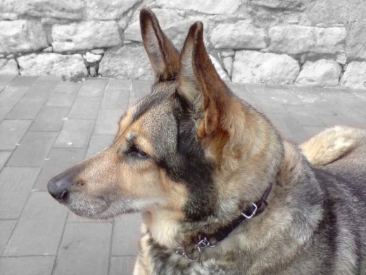 En esta foto, estamos dando un paseo y paramos a descansar en una sombrita..asi que laika se tumbo, y observaba a unos perritos que habian mas lejos, y puede hacerle esta foto, que despues puse el fondo en blanco y negro.