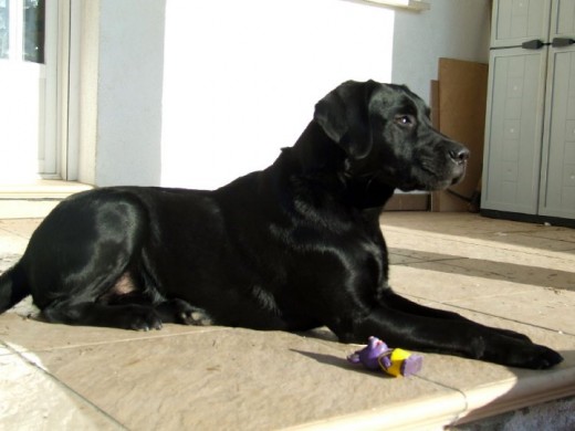 Logan con 9 meses. Logan con 9 meses.