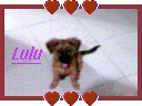 una foto de mi perrita modificada una foto de mi perrita modificada
