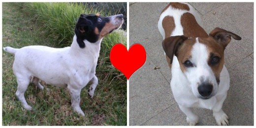 Estos son Luna y Vento, dos Jack Russells de pura raza con pedigree.