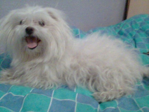 ps ztaba en mi cama jiji le encanta ponerse en mi cama cuando ztoy aciendo los deveres
jaja!!! zmuy cariñosa 