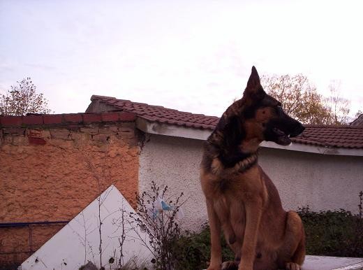 Guardando la casa