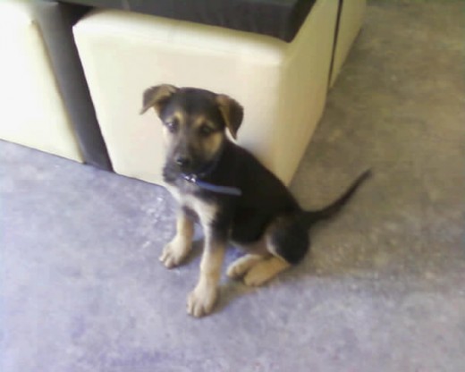 Tan lindo mi Micky, en la pic, esta esperando a que le de autorizacion para salir al patio de la casa.
Es un cachorro muy bueno!!! Tan lindo mi Micky, en la pic, esta esperando a que le de autorizacion para salir al patio de la casa.
Es un cachorro muy bueno!!!