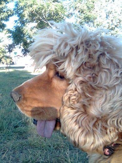 perro lindo y cariñoso , muy inteligente, busca perrita