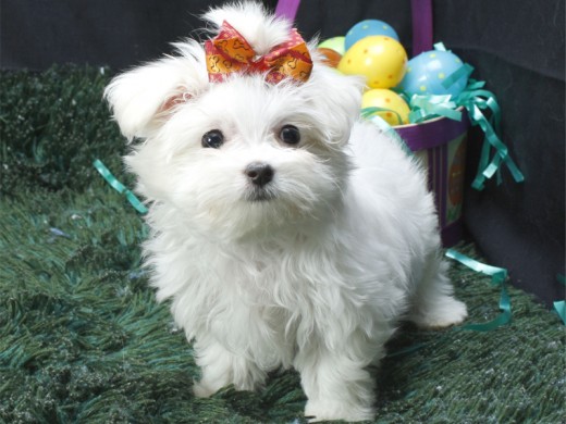 Maltese-PUPPIES-puppiestogo