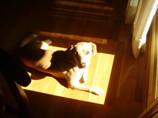 para mi es el mejor perro en estos momentos no desearia tener otro mejor para mi es el mejor perro en estos momentos no desearia tener otro mejor