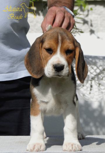 Mi super Beagle... mas travieso y energico de lo que podeis imaginar