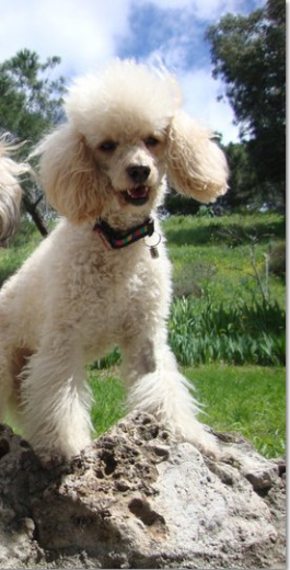NANA SE HA PERDIDO ESTA MAÑANA EN LA ZONA DE PRINCIPE PIO. TIENE 6 AÑOS. LE DAN MIEDO LOS PERROS GRANDES PERO ES MUY CARIÑOSA CON LA GENTE. NANA SE HA PERDIDO ESTA MAÑANA EN LA ZONA DE PRINCIPE PIO. TIENE 6 AÑOS. LE DAN MIEDO LOS PERROS GRANDES PERO ES MUY CARIÑOSA CON LA GENTE.